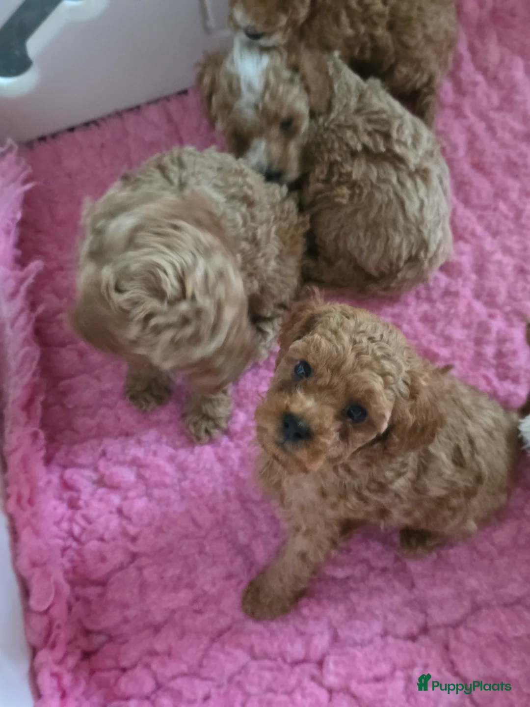 Maltipoo honden te koop: Mooie Maltipoo / toy poedel pup pups - Advertentie 22