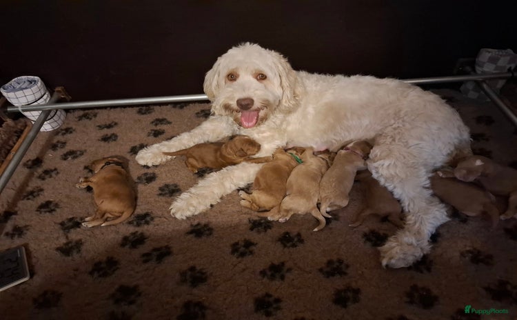 Australian Labradoodle honden - Advertentie 3