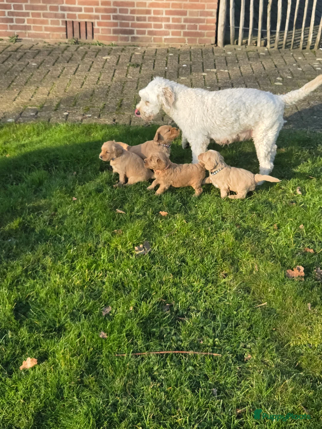 Kruising honden te koop: Labradoodle x Goldendoodle pups - Advertentie 36
