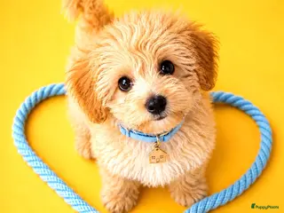 Maltipoo honden Schattige gezonde maltipoo pups - Advertentie 6