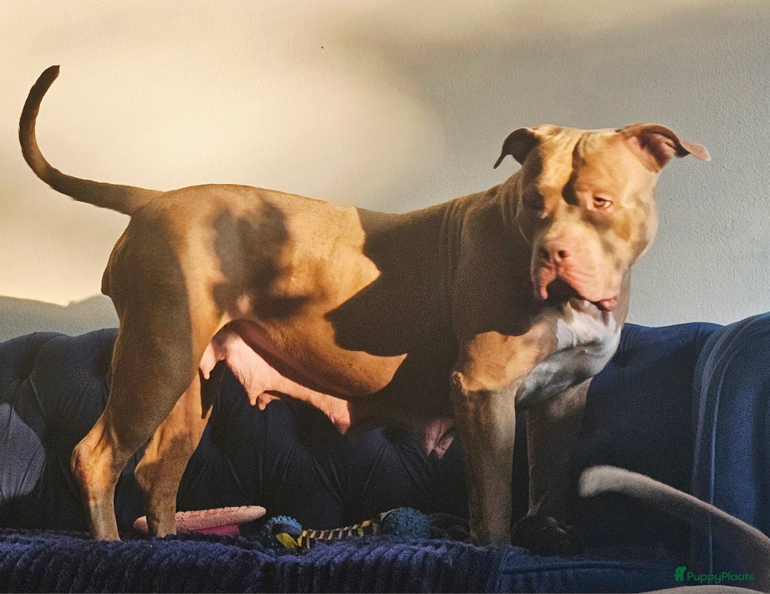 Amerikaanse Bully honden te koop: Amerikaanse Bully XL-Reu  - Afbeelding 4