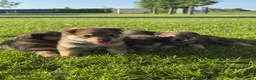 Kruising honden te koop: Pup Eurasiër / Herdermix - Advertentie 3