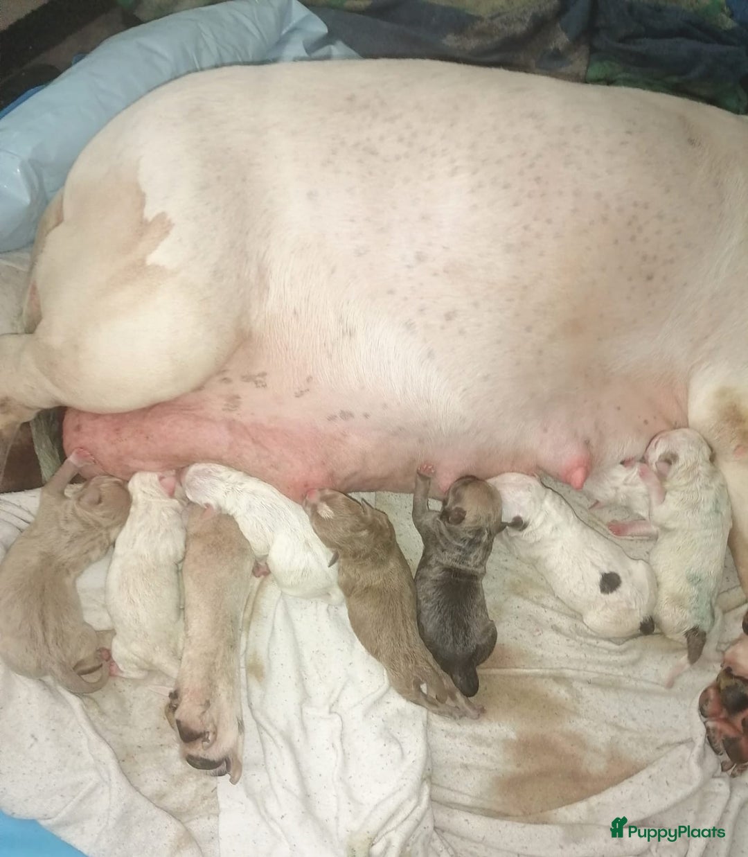 American Staffordshire Terriër honden ter dekking: Unieke Ervaren Amerikaanse Stafford bleu dekreu  in Gemert - Afbeelding 13