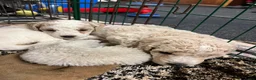 Labradoodle honden te koop: Mooie blonde Labradoodle 🐶 pups.  - Advertentie 9