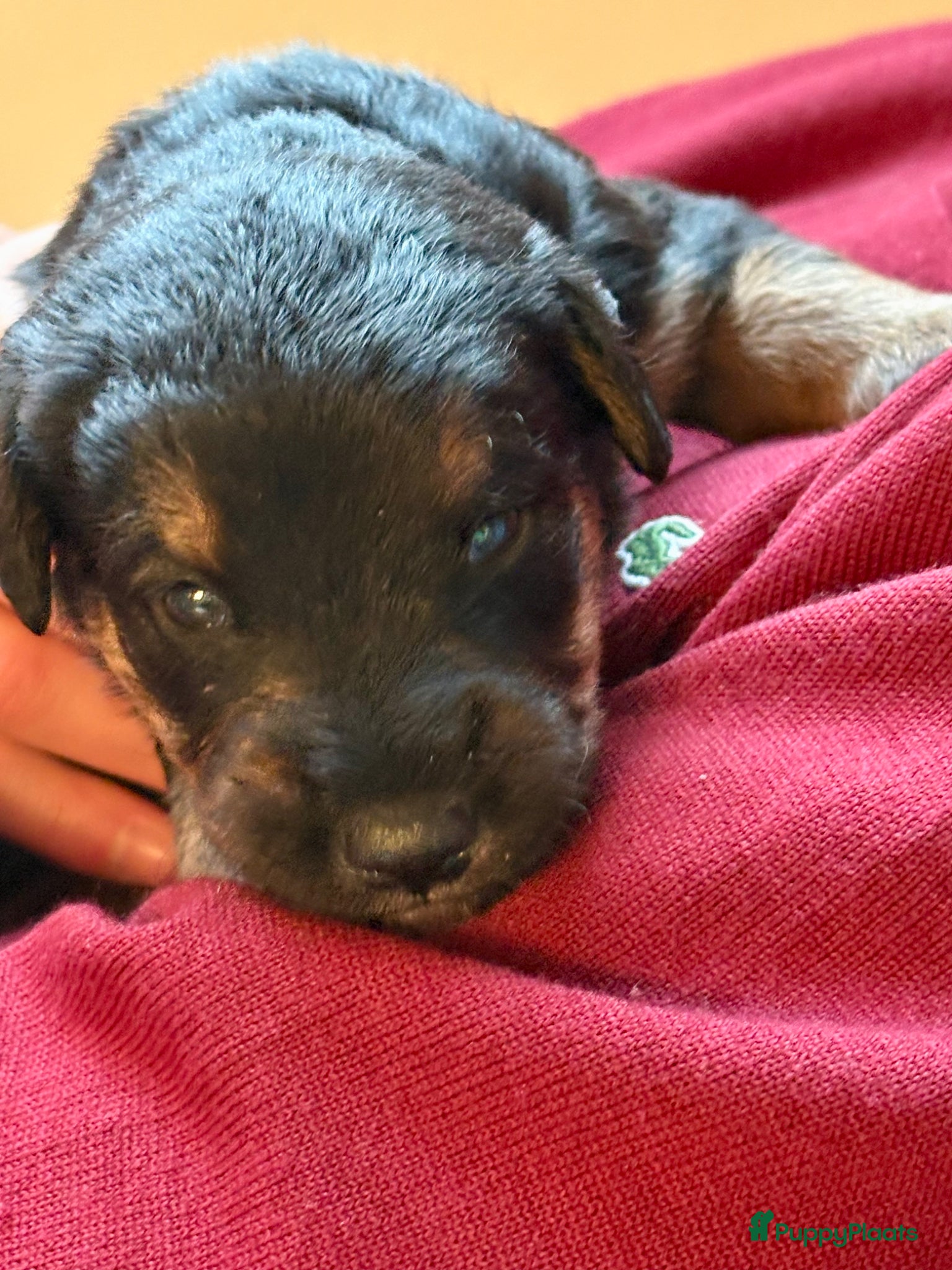 Kruising honden te koop: Nog 1 lieve pup te koop in Niebert - Advertentie 13