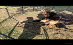 Duitse Herder honden te koop: Prachtige langharige Duitse herder met rechte rug - Afbeelding 6