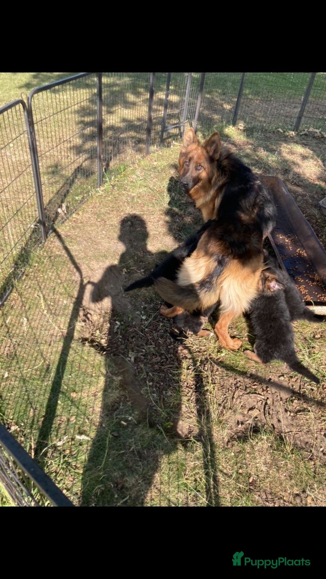 Duitse Herder honden te koop: Prachtige langharige Duitse herder met rechte rug - Afbeelding 6