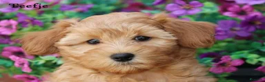 Maltipoo 1