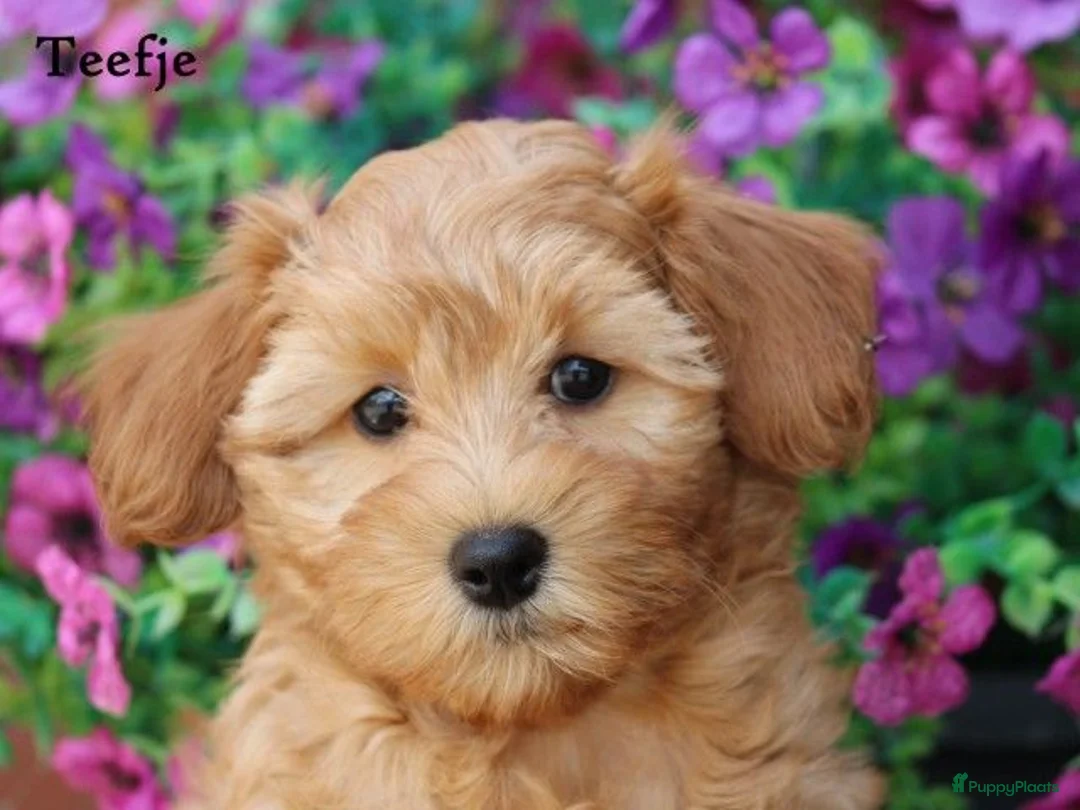 Maltipoo honden te koop: Lieve Maltipoo teefje zoekt haar gouden mandje - Advertentie 14