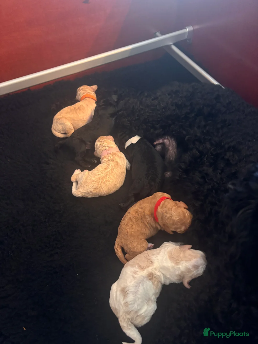 Kruising honden te koop: Prachtige  mini labradoodle pups  - Advertentie 5