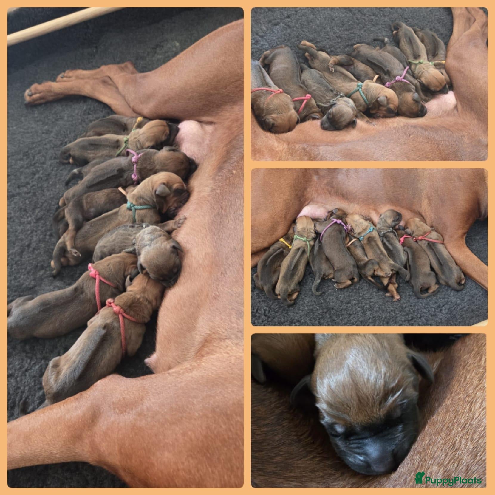 Rhodesian Ridgeback honden Prachtige Rhodesian Ridgeback pups met Stamboom - Advertentie 1