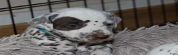 Dalmatiër honden te koop: Dalmatier pups - Advertentie 12