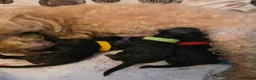 Poedel Toy honden te koop: 4 puppy's van Ginger en Uggy - Advertentie 2