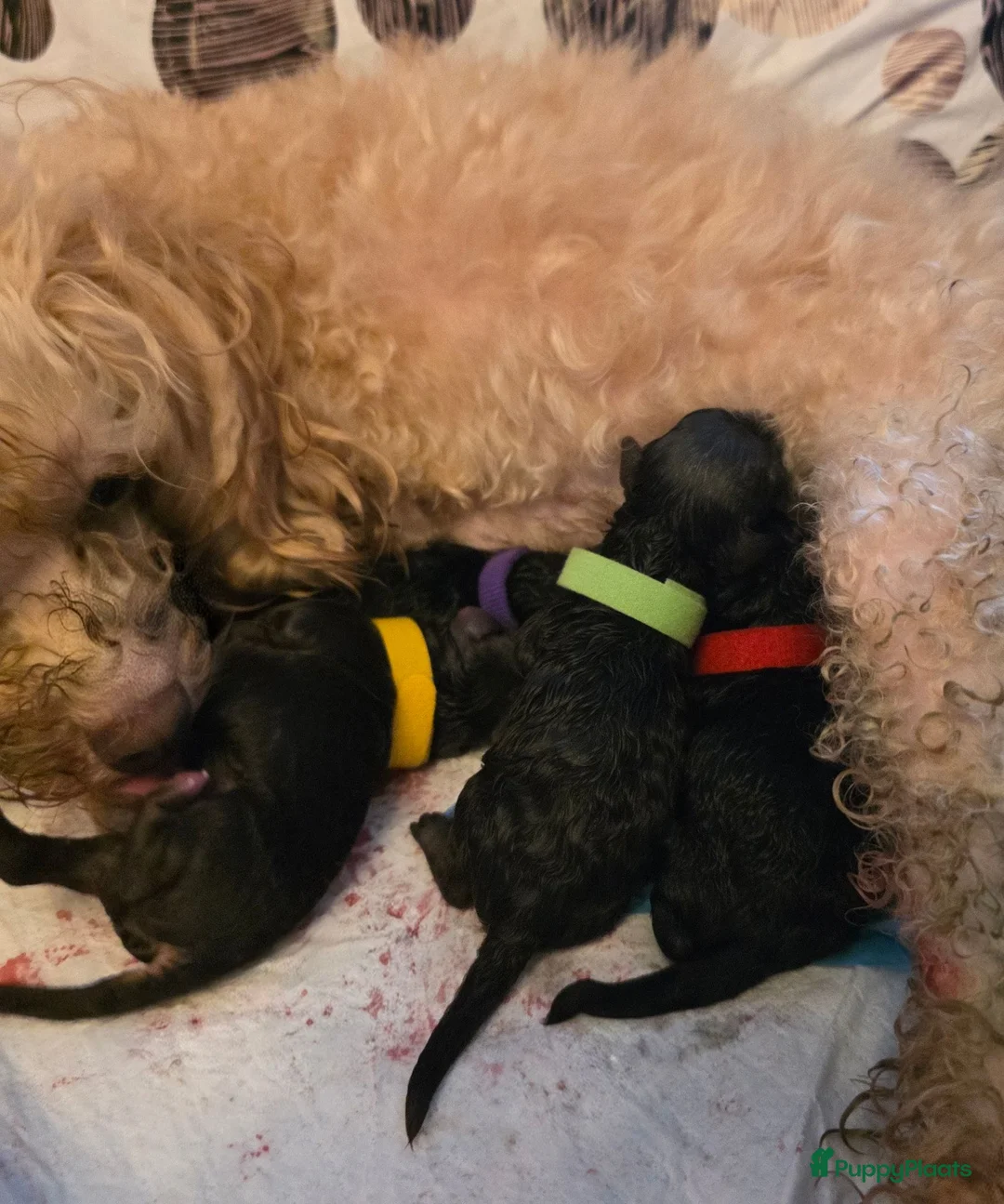 Poedel Toy honden te koop: 4 puppy's van Ginger en Uggy - Advertentie 2