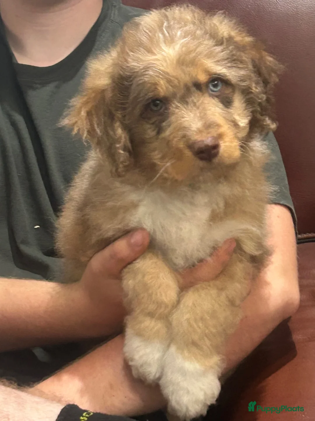 Kruising honden te koop: Aussiedoodle pupjes - Advertentie 1