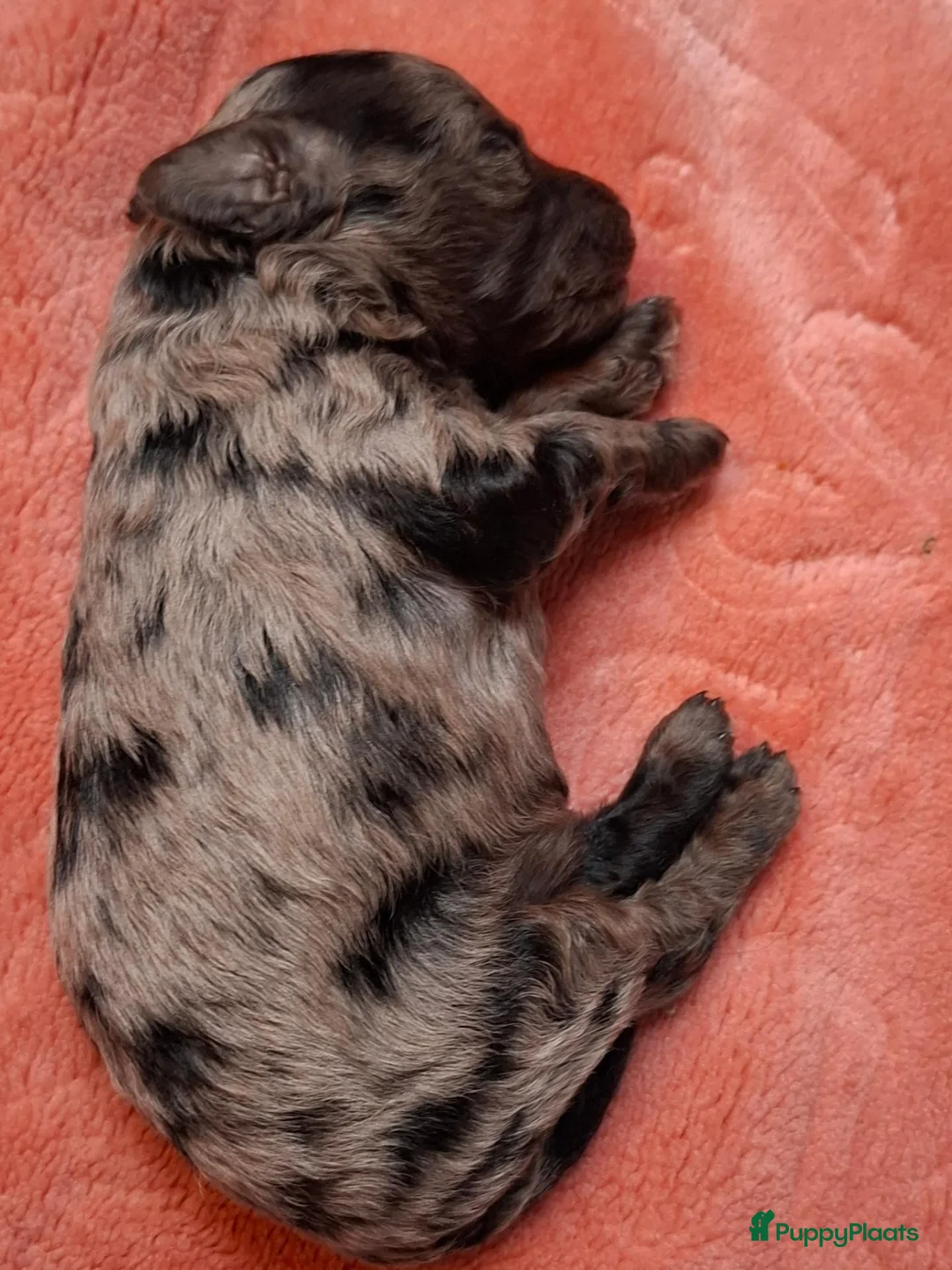Labradoodle honden te koop: Mini labradoodle/poedel - Advertentie 2