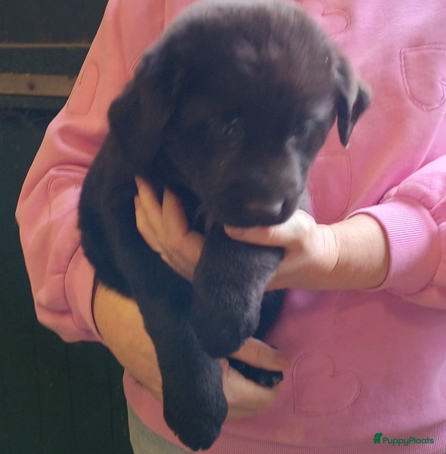 Kruising honden Liesje, Teef, Labrador X Wolfsgrauwe Keeshond - Advertentie 1