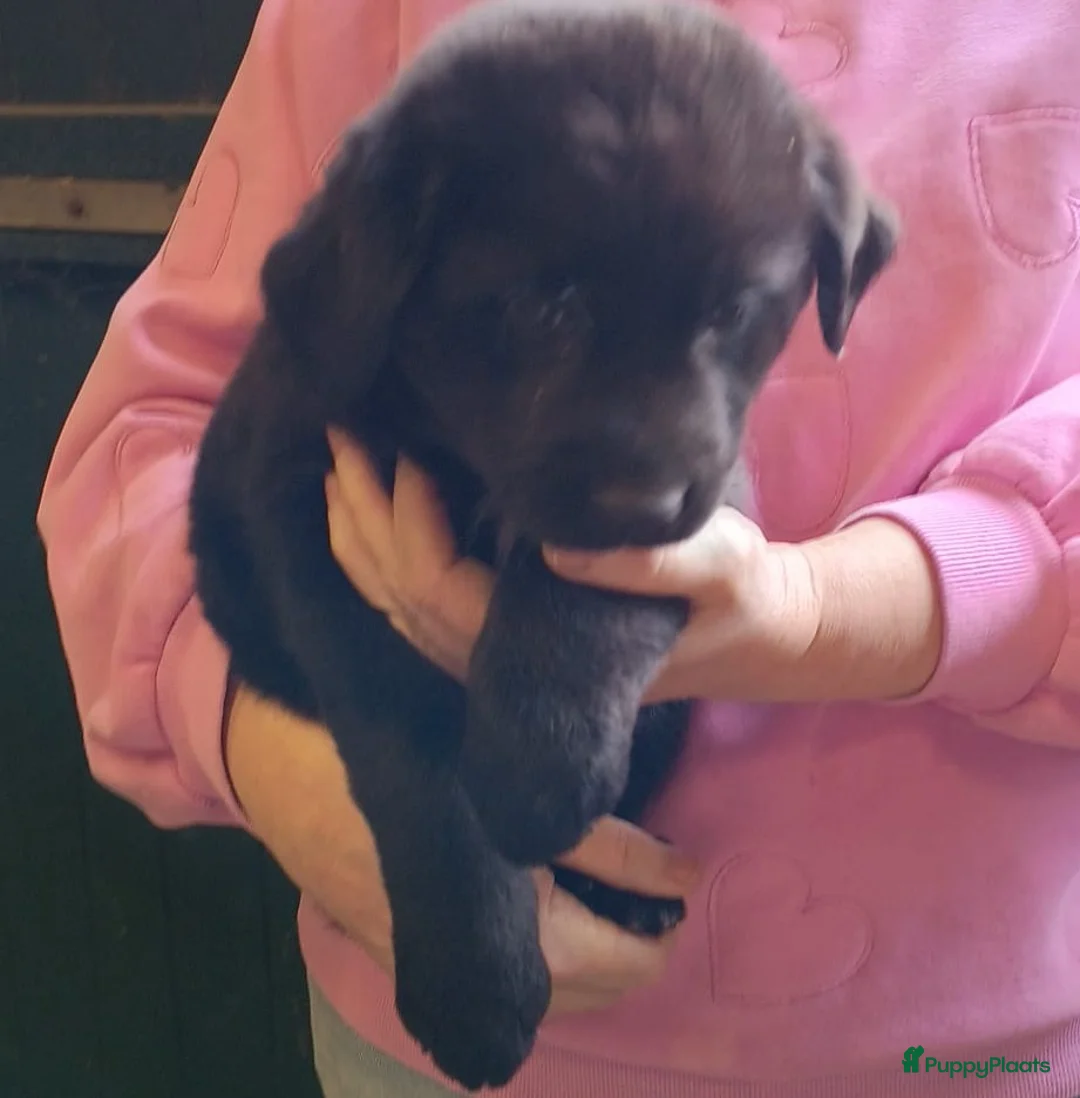 Kruising honden te koop: Labrador X Wolfsgrauwe Keeshond - Advertentie 5