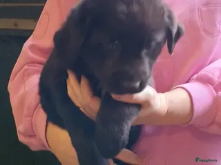 Kruising honden Liesje, Teef, Labrador X Wolfsgrauwe Keeshond - Advertentie 1