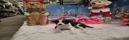 Border Collie honden te koop: Mooie, lieve en gesocialiseerde border collie - Advertentie 4