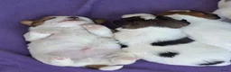 Jack Russel Terriër honden te koop: jackrussell ruwharig  in Odiliapeel - Advertentie 1