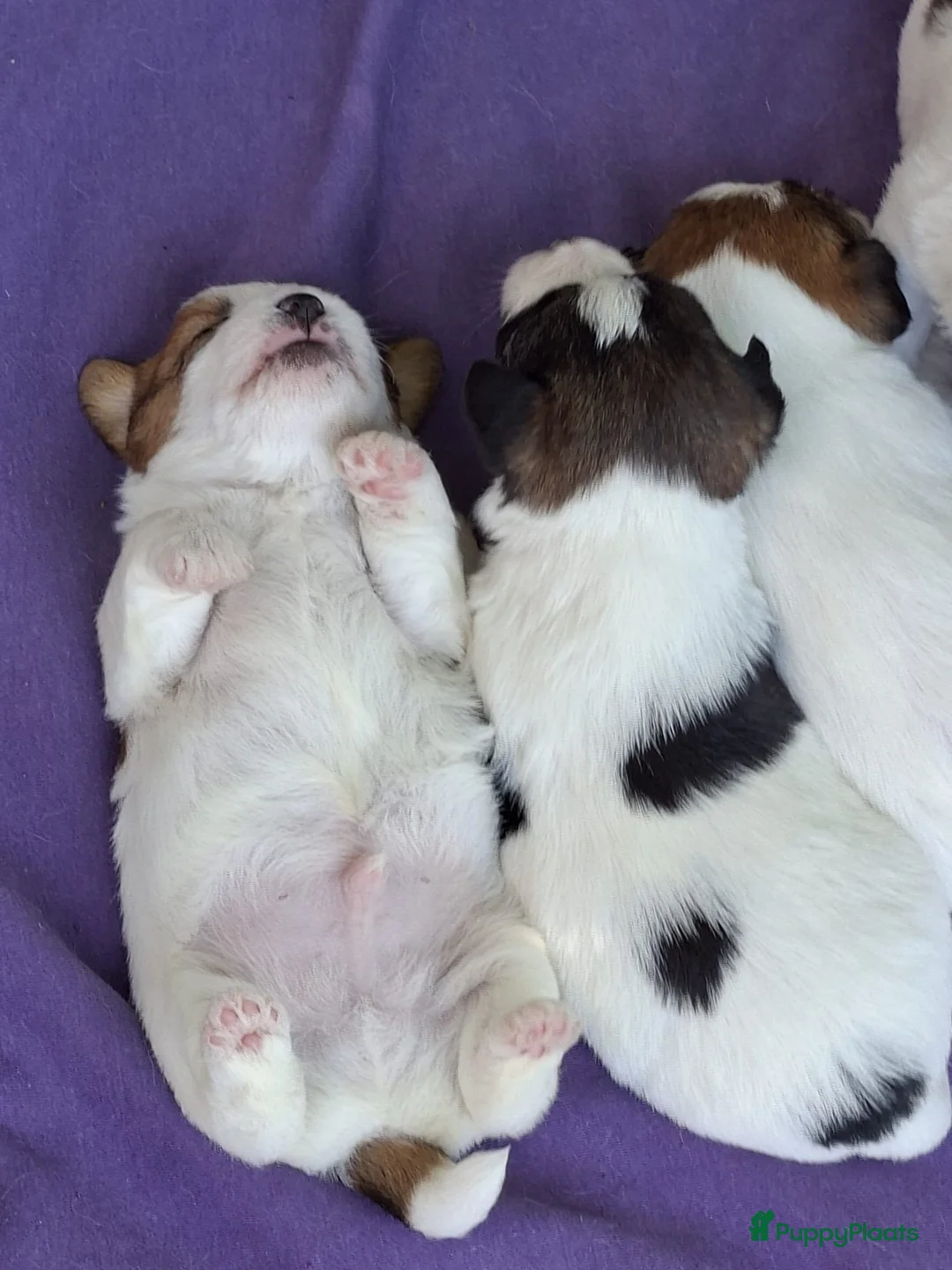 Jack Russel Terriër honden te koop: jackrussell ruwharig  in Odiliapeel - Advertentie 1