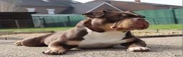Amerikaanse Bully honden te koop: Amerikaanse pocket bully teefjes  - Advertentie 14