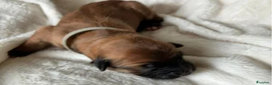 Gemma