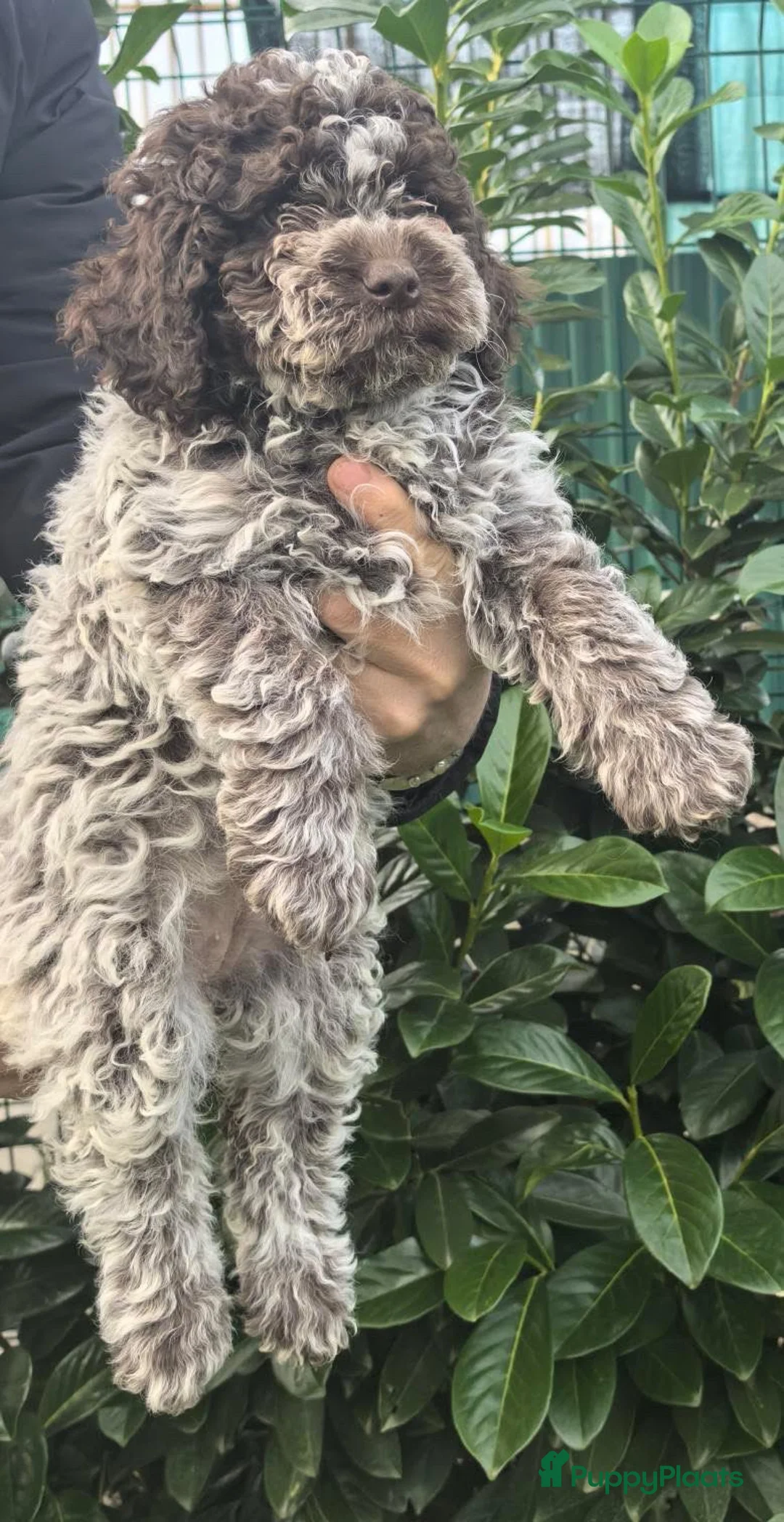 Lagotto Romagnolo honden te koop: Lagotto Romagnolo pups - Advertentie 11