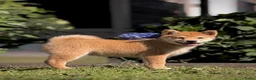 Shiba honden te koop: Shiba inu pups van top ouders - Advertentie 1