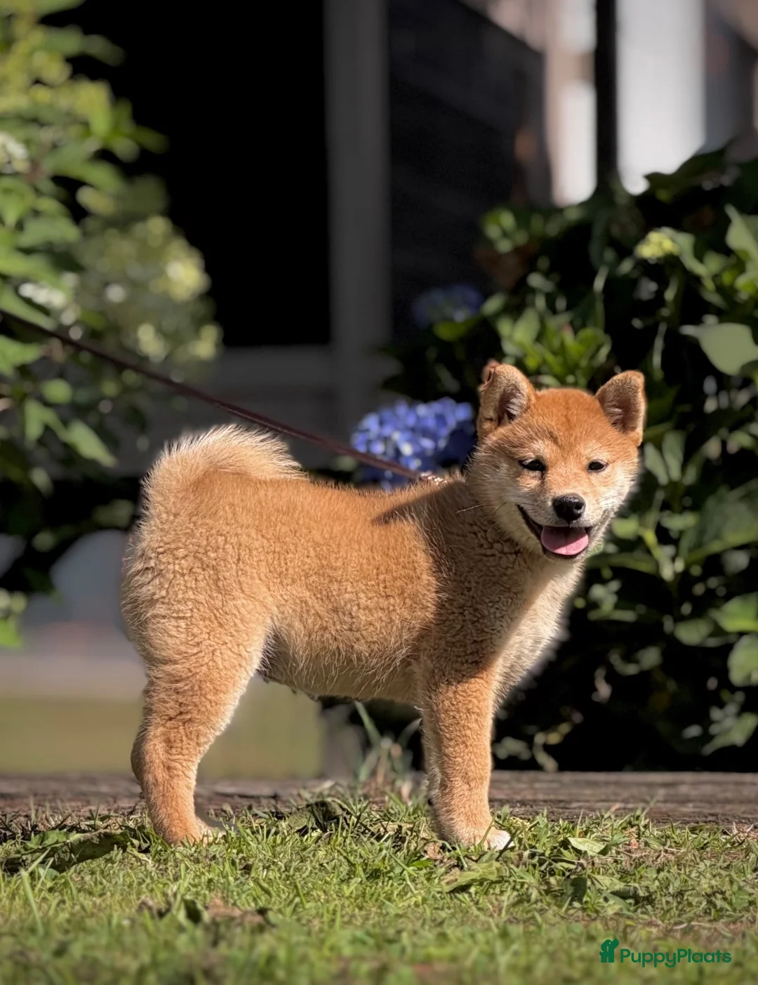 Shiba honden te koop: Shiba inu pups van top ouders - Advertentie 1