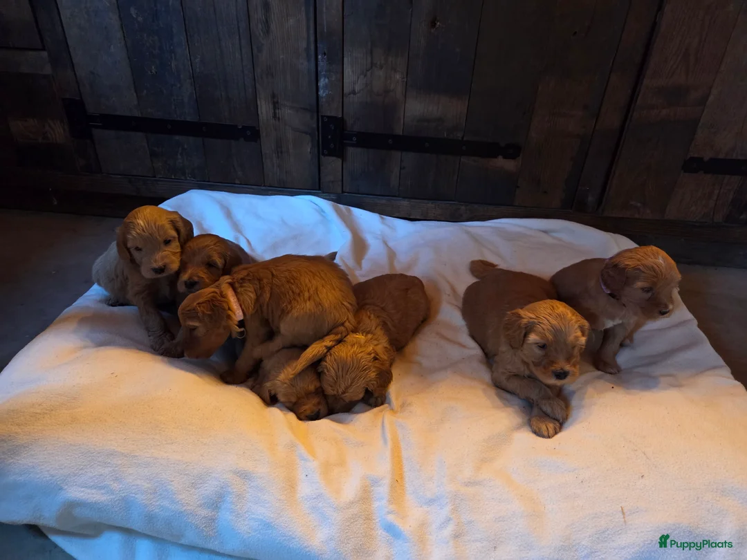 Kruising honden te koop: Labradoodle x Goldendoodle pups - Advertentie 20