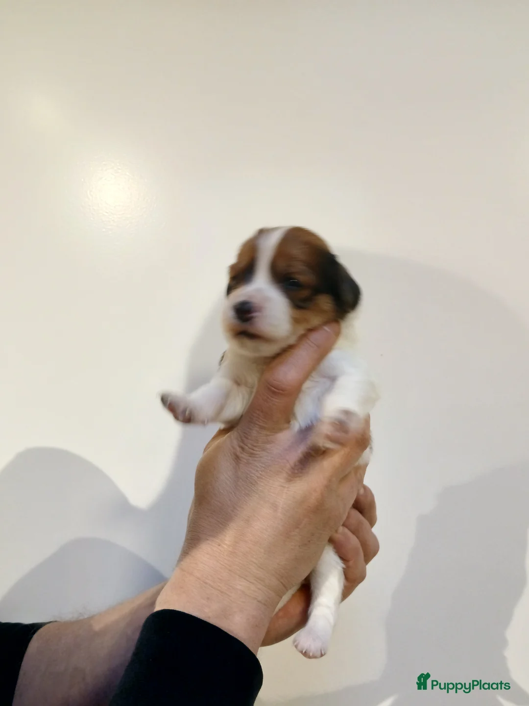 Kooikerhondje honden te koop: Supper liever  nestje kooiker pups van 7 - Advertentie 27