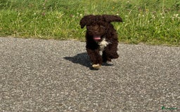 Spaanse Waterhond honden te koop: Spaanse Waterhond pups - Afbeelding 19