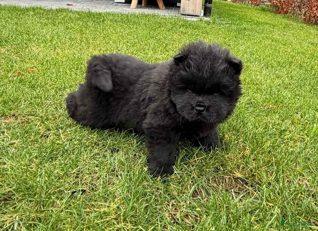 Chow Chow honden te koop: Nog 2 chow chow pups beschikbaar - Advertentie 3