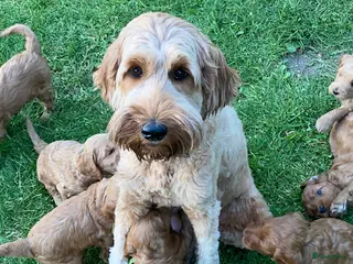 Australian Labradoodle honden in verwachting voor 15 april 2026 - Advertentie 2