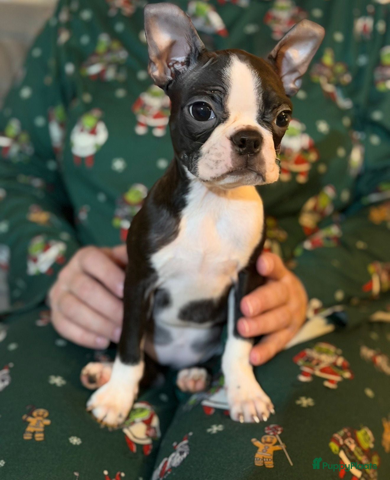 Boston Terriër honden Boston terrier pup - Advertentie 2