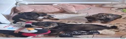 Kruising honden te koop: Mooie driekleuringe boompoo pups!🐾 - Advertentie 9