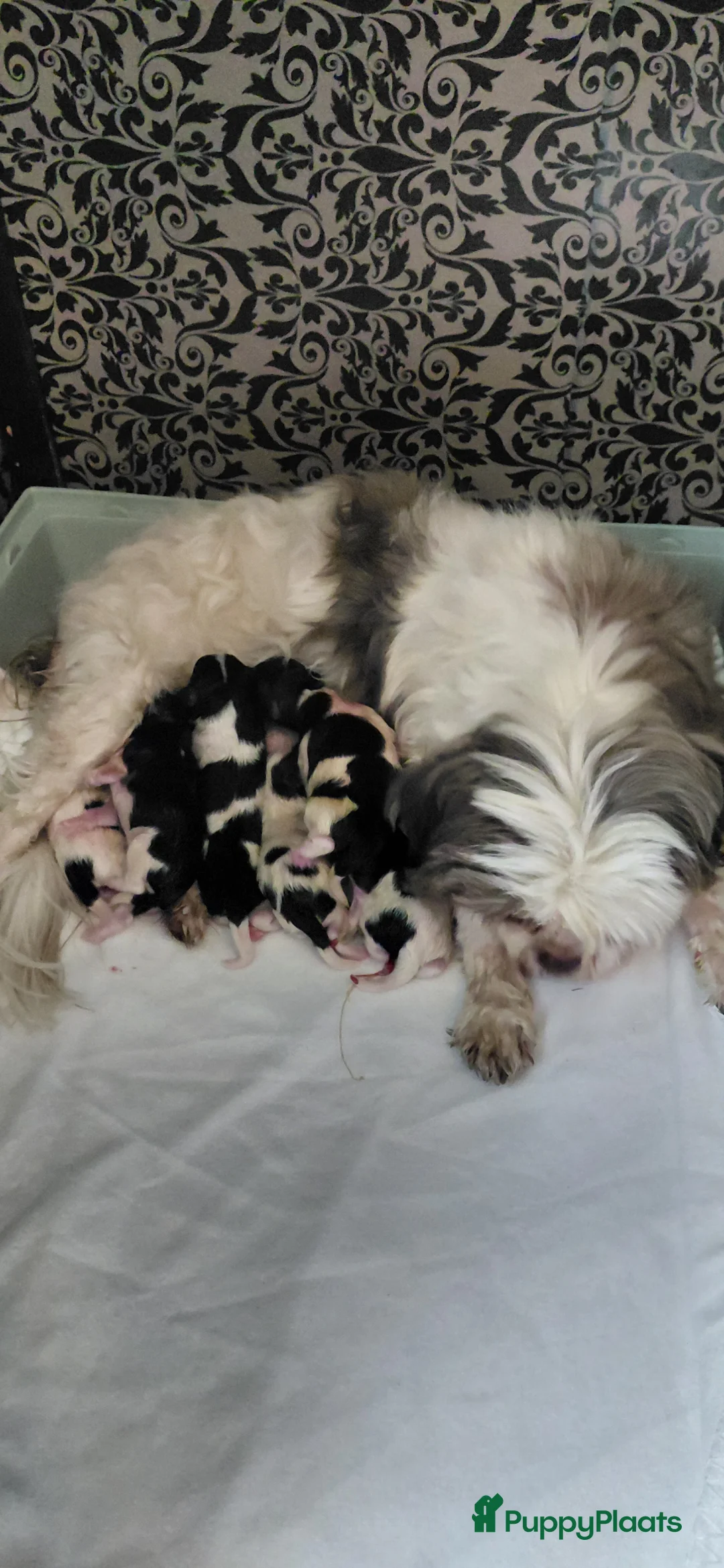 Shihpoo honden te koop: Lieve shihpoo pupjes te koop ook bruin/wit - Advertentie 10