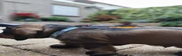 Ruwhaar Teckel honden te koop: Ruwharige teckel pup (standaard) - Advertentie 11