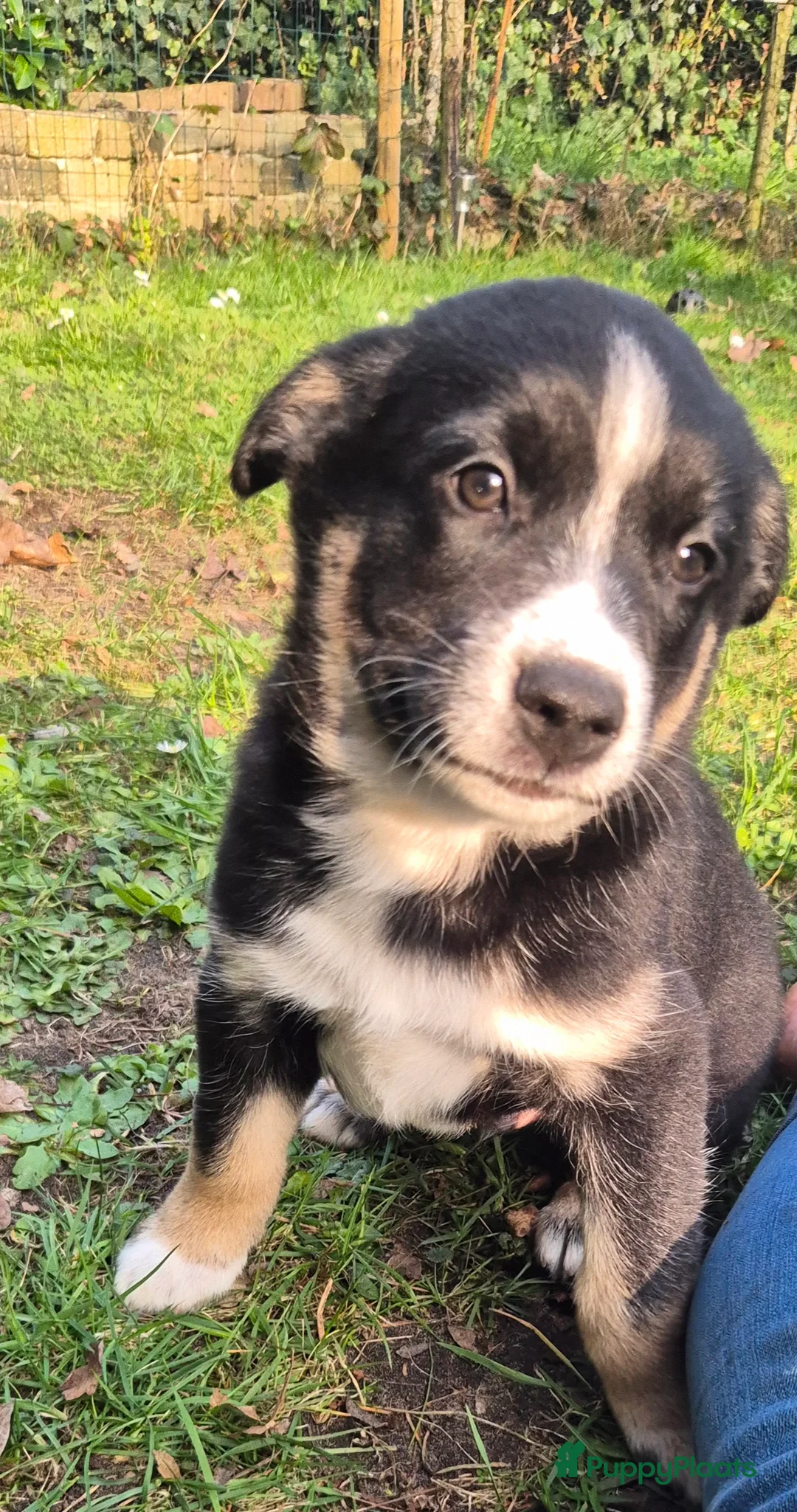 Kruising honden te koop: Pomsky en vader mix pups zoeken huisje - Advertentie 8