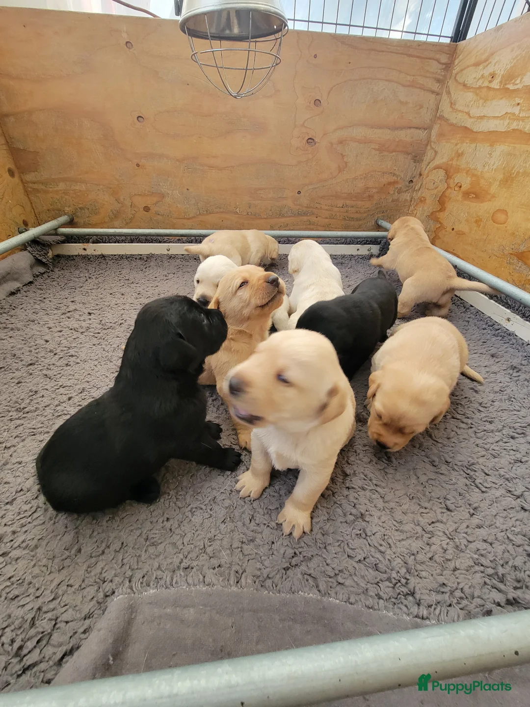 Labrador Retriever honden te koop: STAMBOOM FIELDTRIAL LABRADOR PUPS - Advertentie 14
