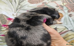 Teckel (korthaar)  honden te koop: De allermooiste dwergteckel pupjes!! - Afbeelding 13