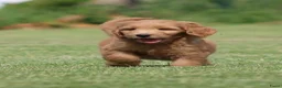 Goldendoodle honden te koop: Mooie Goldendoodle pups - Advertentie 21