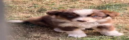 Australian Shepherd honden te koop: Mooie Australian Shepherd pups - Advertentie 2