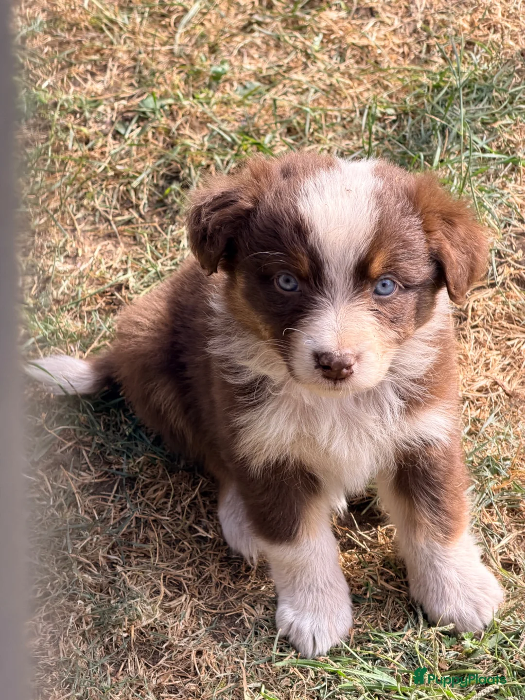 Australian Shepherd honden te koop: Mooie Australian Shepherd pups - Advertentie 2