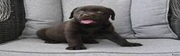 Labrador Retriever honden te koop: Chocolade bruine labrador pups met stamboom ! - Advertentie 35