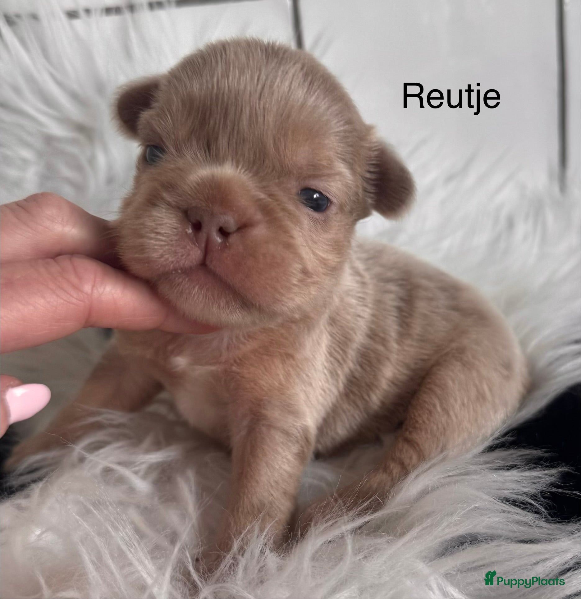 Franse Bulldog honden Fluffy Franse Bulldog pups unieke kleuren  - Advertentie 1