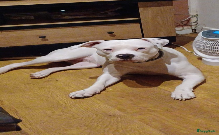 American Staffordshire Terriër honden in Zonnebeke - Advertentie 2