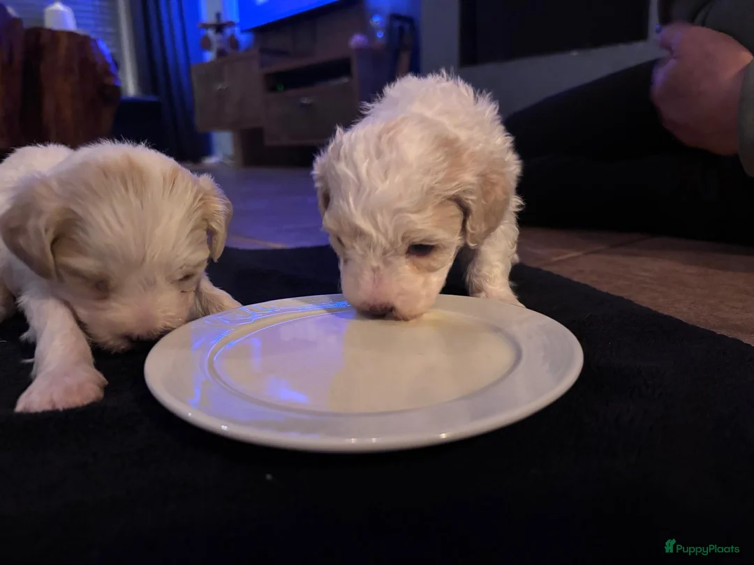 Kruising honden te koop: Maltipoo x Shih Tzu puppies - Advertentie 7